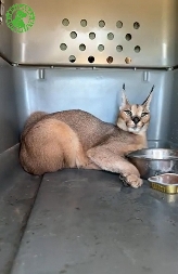 El 'refugio' de animales de Villena acoge a un caracal, un felino salvaje propio de África que vagaba por Cádiz