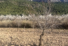 Mula se lanza al turismo rural: cabañas de madera para soñar en El Rincón del Calderero de Casas Nuevas