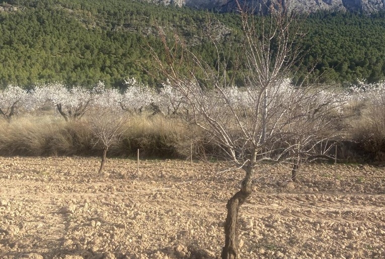 Mula se lanza al turismo rural: cabañas de madera para soñar en El Rincón del Calderero de Casas Nuevas