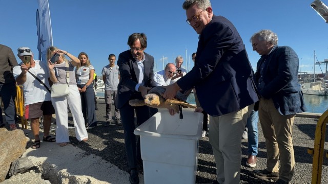 Medio Ambiente reintroduce en el Puerto una tortuga boba capturada por un barco de arrastre