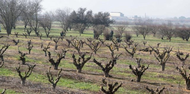 Agricultura eleva a 19 millones las ayudas por sequía a productores de frutos de cáscara