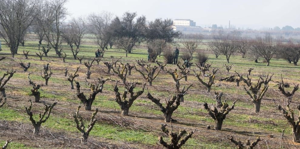 Agricultura eleva a 19 millones las ayudas por sequía a productores de frutos de cáscara