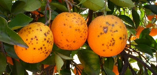 El campo valenciano alerta de las plagas de Sudáfrica: Bruselas intercepta hasta agosto ocho envíos de cítricos con mancha negra