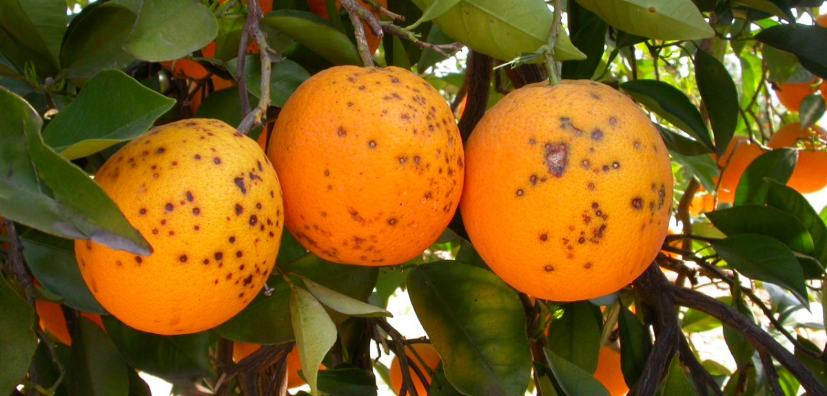 El campo alerta de las plagas de Sudáfrica: Bruselas intercepta ocho envíos de cítricos con mancha negra