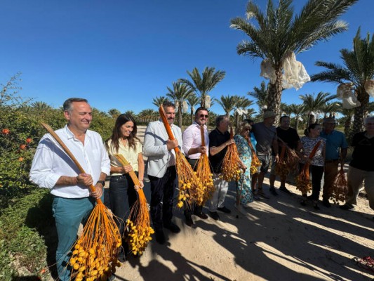 Elche impulsa una nueva campaña para poner en valor los beneficios del dátil en la salud y estimular su consumo