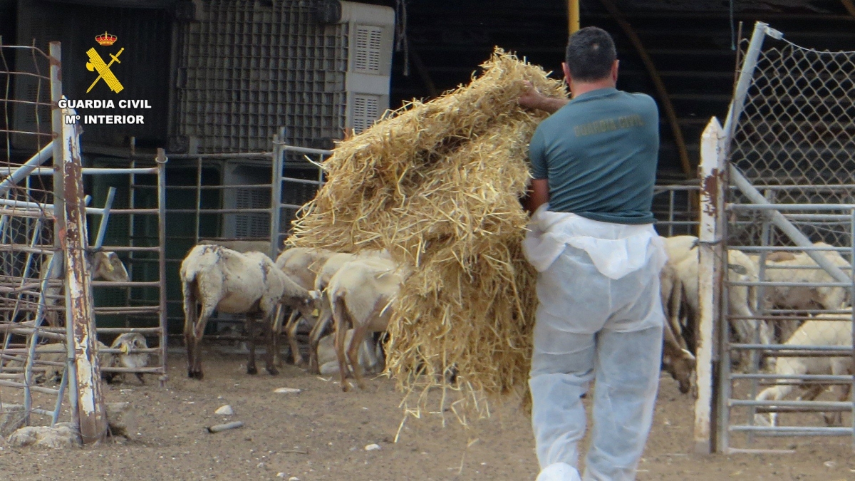 Hallan en una granja de Mula 50 animales muertos y otros 200 malnutridos: así ha sido la 'Operación Horrores'