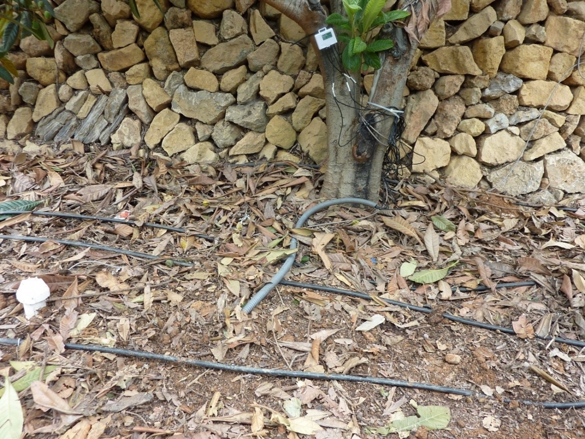 El IVIA señala que el incremento de la superficie mojada optimiza la eficiencia de riego por goteo en cultivos