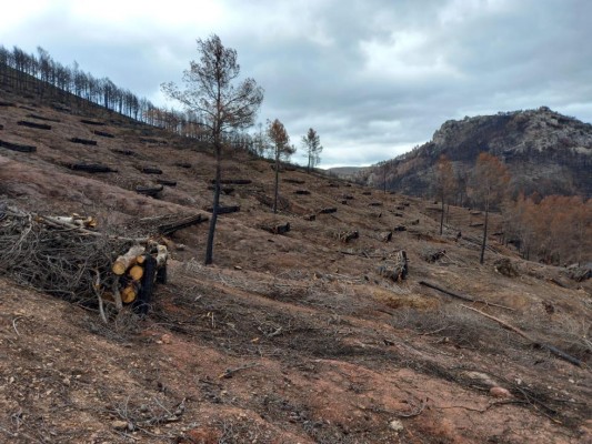 El Consell invierte 7,7 millones restaurar zonas afectadas por los incendios forestales de 2022