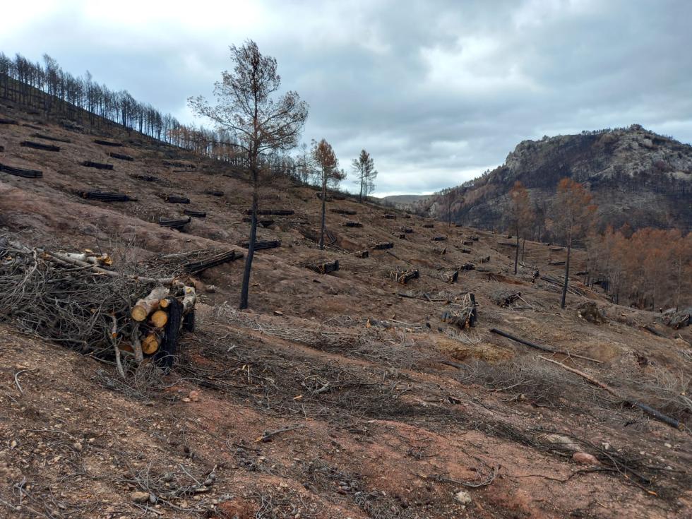 El Consell invierte 7,7 millones restaurar zonas afectadas por los incendios forestales de 2022