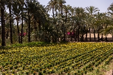 Del palmeral a lo más hondo de la tradición