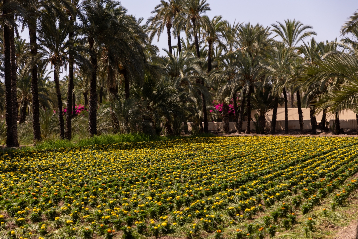 Del palmeral a lo más hondo de la tradición