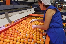 Agricultura activa el plan de Intercitrus para salvar al cítrico: 5 millones para promoción en la UE y lucha contra las plagas