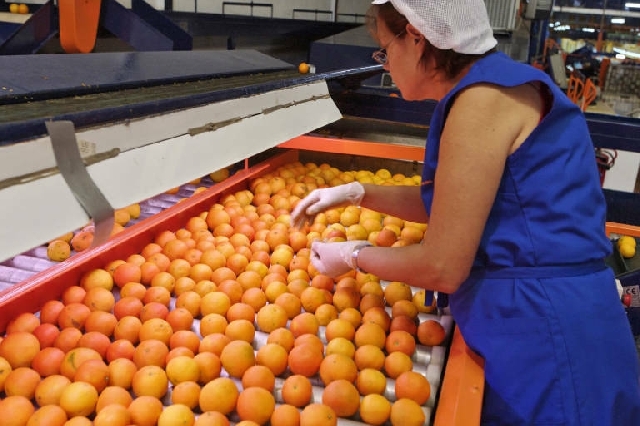 Agricultura activa el plan de Intercitrus para salvar al cítrico: 5 millones para promoción en la UE y lucha contra las plagas