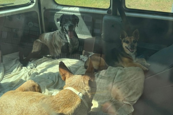 La Policía multa a un hombre por dejar a cuatro perros en el interior de una furgoneta aparcada en Cartagena