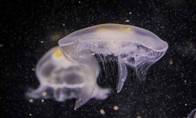 Ni vinagre ni amoniaco: ¿qué hay que hacer si te pica una medusa?