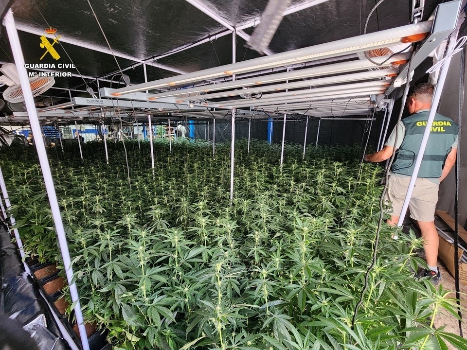 De nave sospechosa a una plantación de marihuana industrializada: así era el laboratorio desarticulado en Salinas