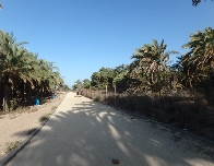 Los vecinos de La Azohía piden un gran parque público en el entorno del Palmeral de San Ginés