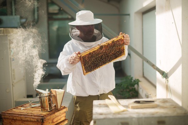 Un proyecto monitoriza colmenas de abejas para observar sus cambios durante las estaciones
