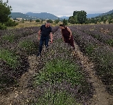El secano se reinventa en la Región y apuesta por el cultivo de plantas aromáticas para producir aceites