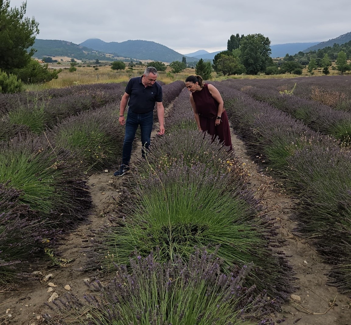 El secano se reinventa en la Región y apuesta por el cultivo de plantas aromáticas para producir aceites
