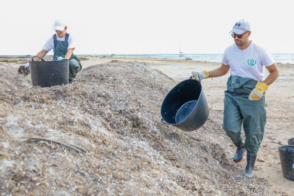 Alicante lanza un proyecto para la recogida sostenible de algas de las playas 