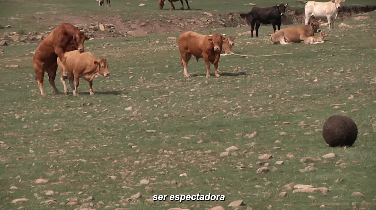 Frame de Es lo que es (una bola de pelo en este caso) 