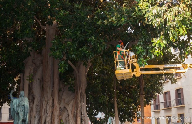 El Ayuntamiento de Cartagena baliza árboles de gran porte ante las altas temperaturas
