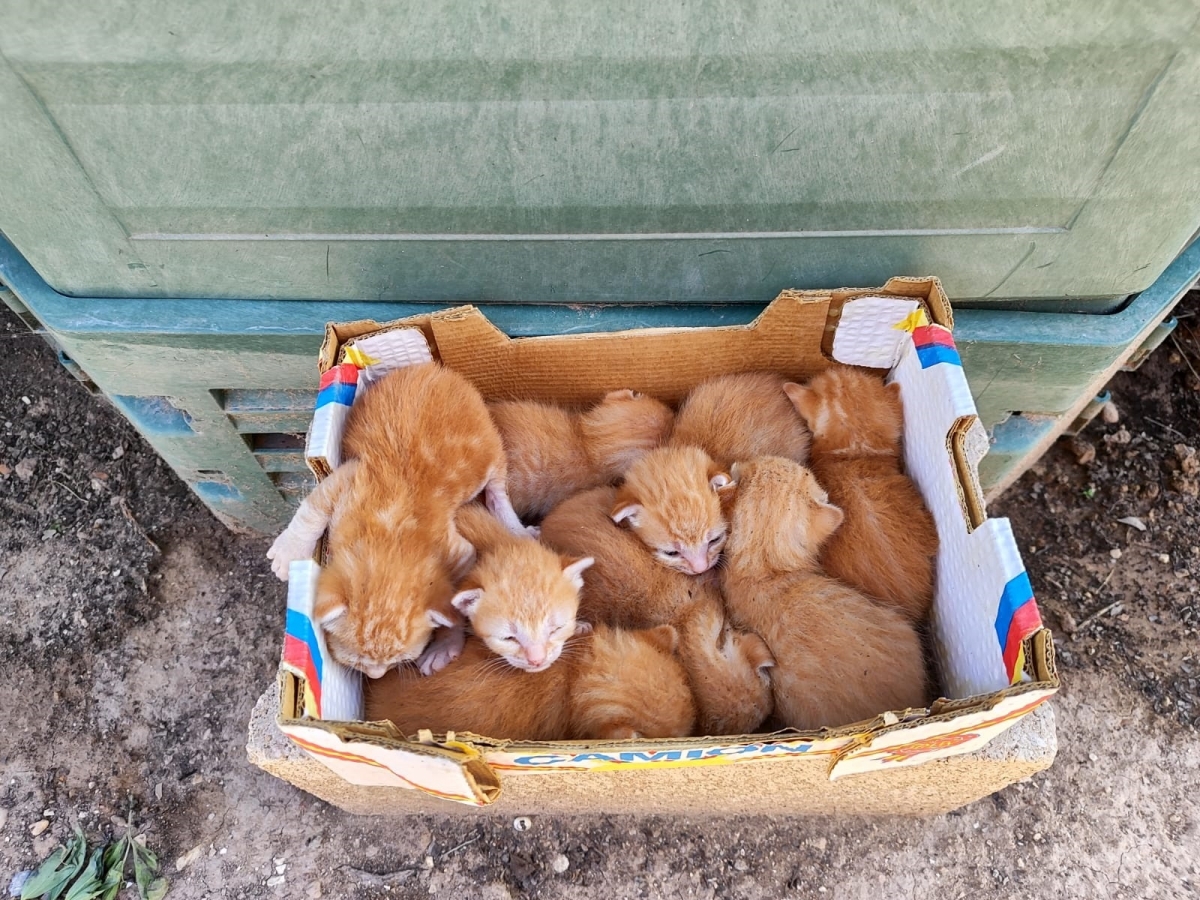 Más de 100 gatos son abandonados en verano en la Comunitat: 