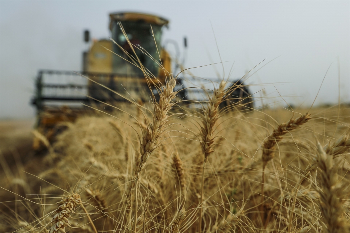 Expertos mundiales en trigo se darán cita en València y Córdoba del 1 al 3 de octubre para abordar desafíos globales