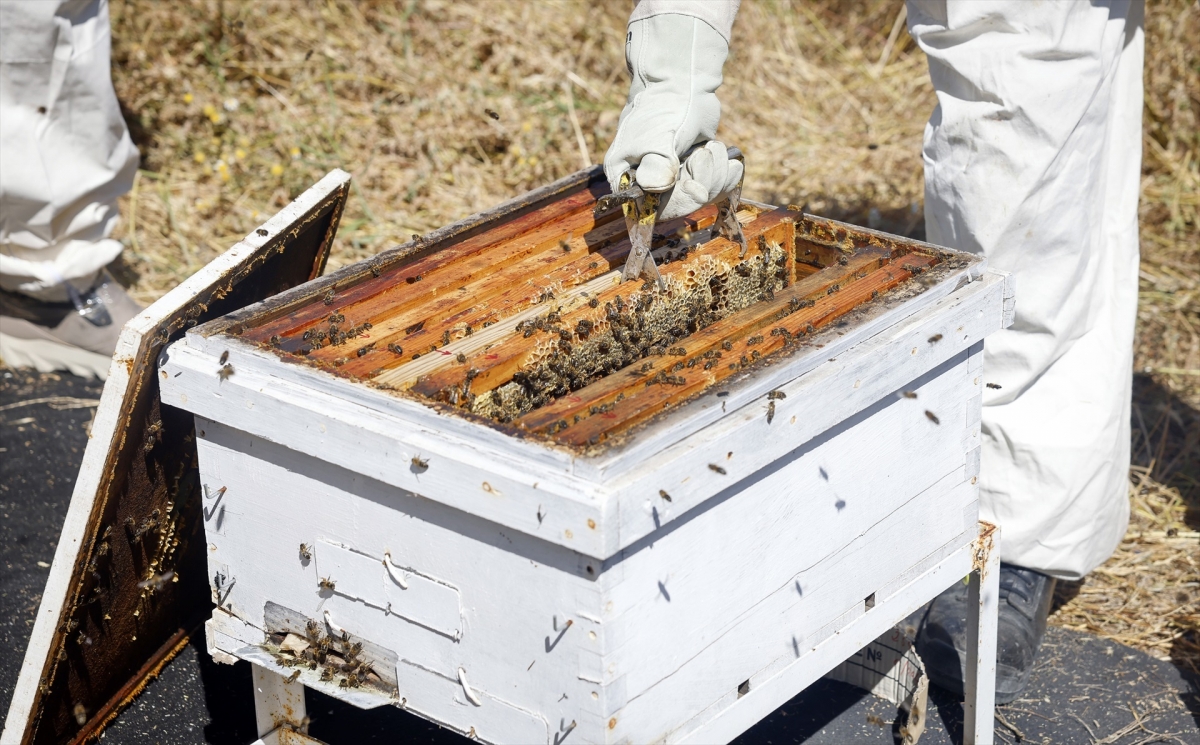 Agricultura destina 1,86 millones en ayudas dirigidas a las explotaciones apícolas en 2025