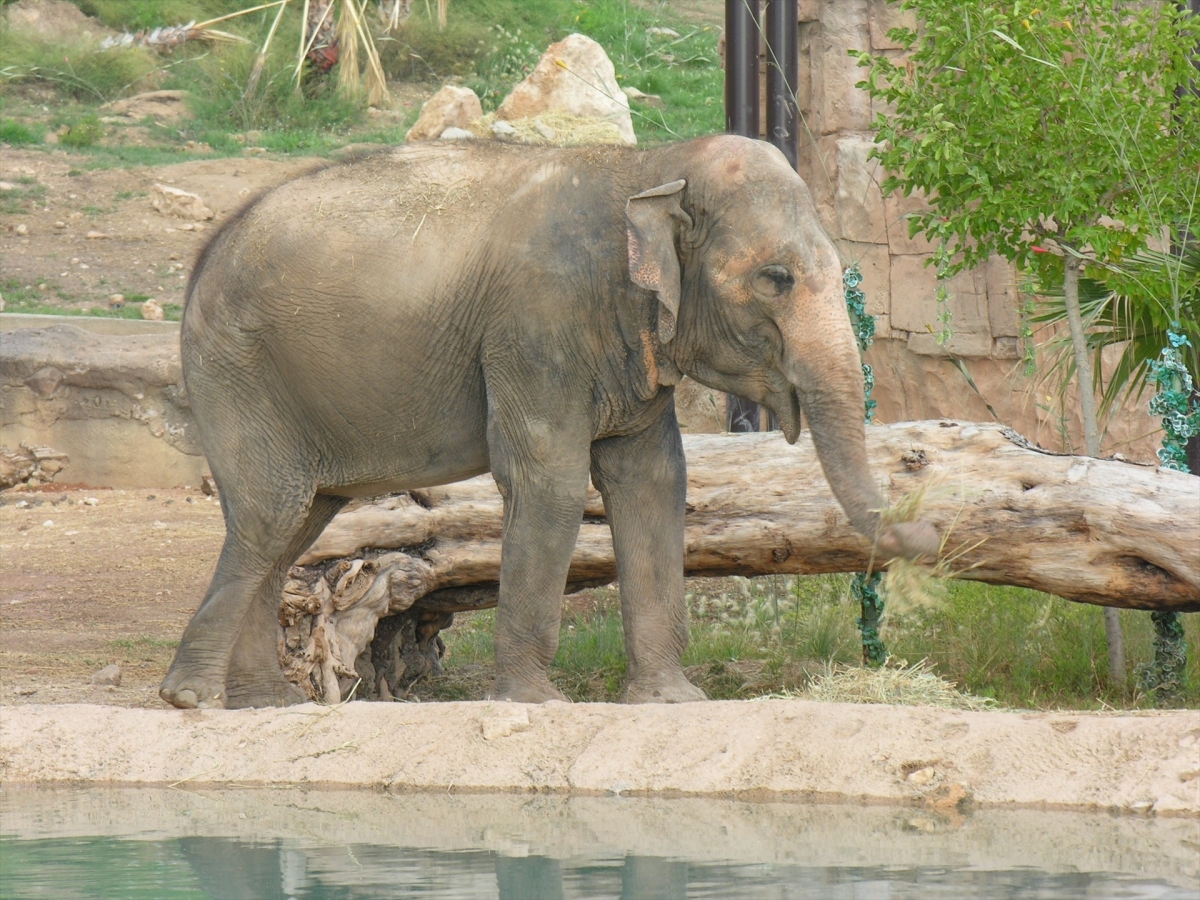 Terra Natura Benidorm celebra los 53 años de la elefanta Petita con música, danza y una 