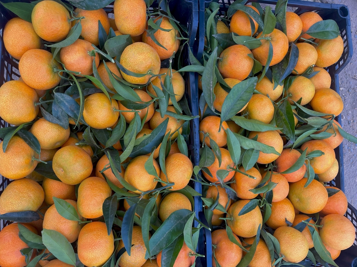 Imagen de la nueva variedad XLO - 