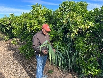 La ocupación del sector agro supera los 45.000 empleados en la Comunitat Valenciana, el 6% del total nacional
