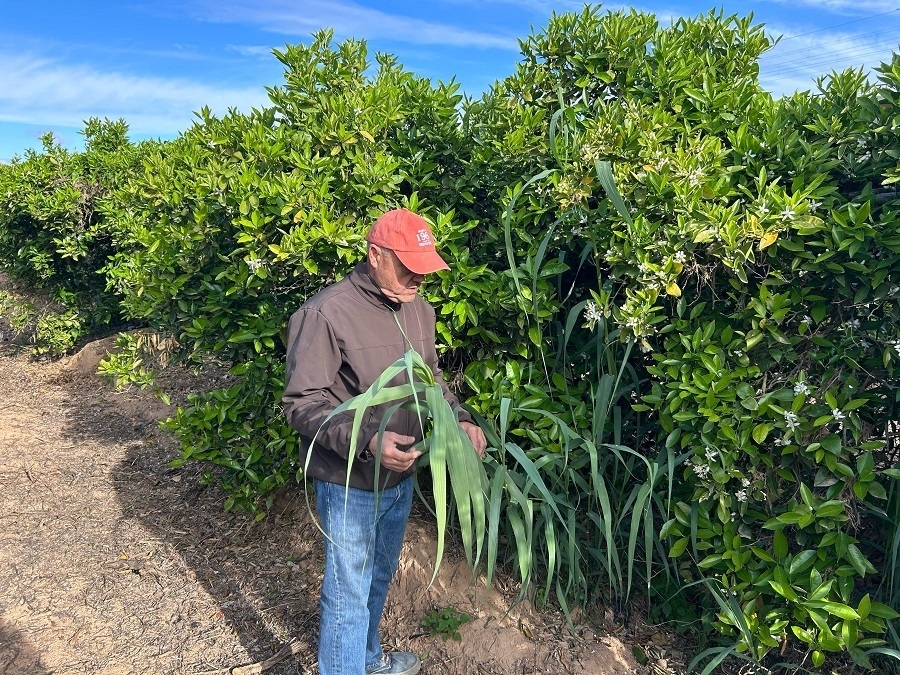 La ocupación del sector agro supera los 45.000 empleados en la Comunitat Valenciana, el 6% del total nacional