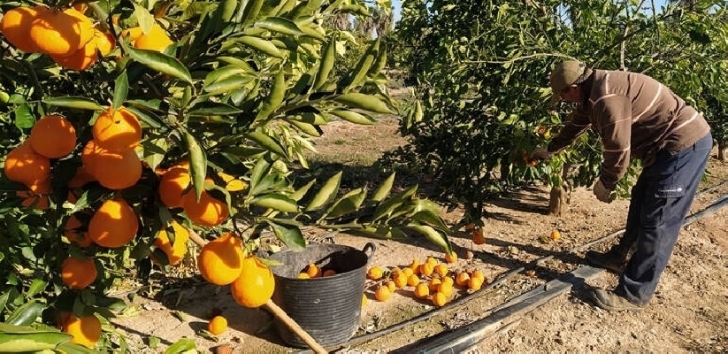El cítrico de Sudáfrica acrecienta sus envíos en la UE: dispara sus ventas este año y alerta al sector de Castellón