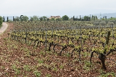 Los vinos de Castellón dan un paso decisivo hacia la DOP con el respaldo de la Diputación