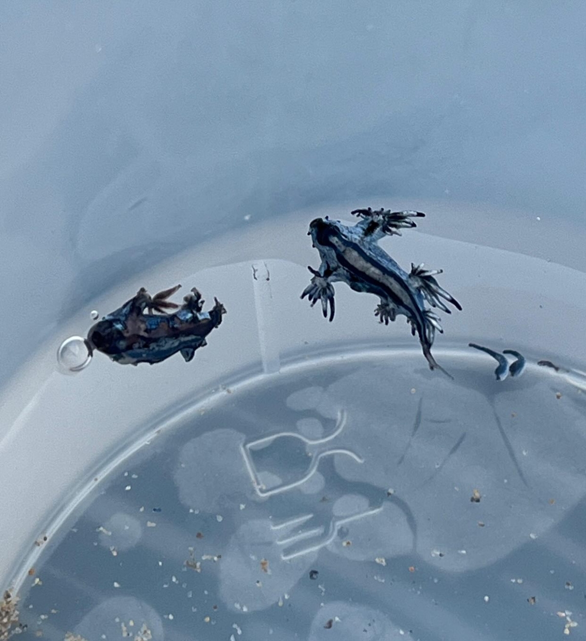 Guardamar reabre sus playas con bandera amarilla tras la aparición del “dragón azul”