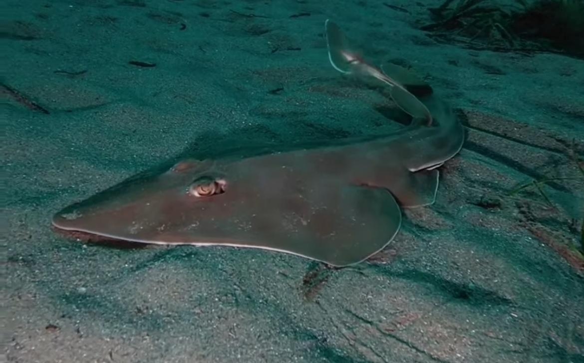 Imagen de un avistamiento del pez. - Foto: Guitar Protect