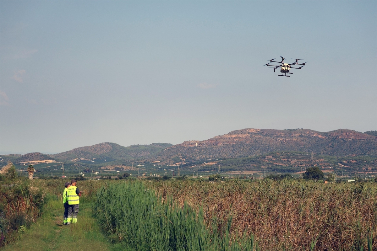 Sagunt intensifica la lucha contra los mosquitos con tratamientos aéreos con biocida para las larvas