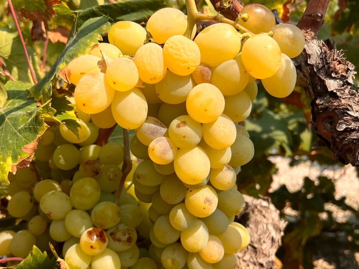 Asaja estima una cosecha de 900.000 kilos de uva moscatel de Teulada tras un 2024 