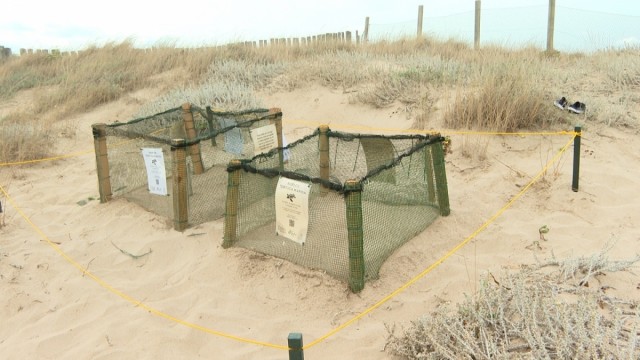 Más de 200 voluntarios vigilarán los 243 huevos de tortuga marina llevados a una playa de El Saler hasta su eclosión