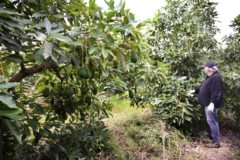 El campo valenciano cambia el caqui por el aguacate 