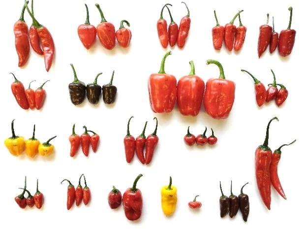 La UPV crea la primera colección en el mundo de pimientos Magic: más sabrosos y resistentes a plagas