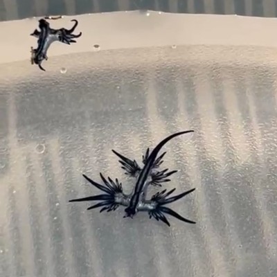 El 'dragón azul' regresa a las playas de Guardamar y fuerza su cierre de nuevo