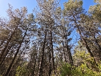 La Comunidad impulsa un proyecto piloto para cuidar mejor los bosques de la Región frente a las sequías