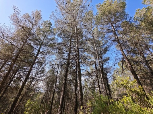 La Comunidad impulsa un proyecto piloto para cuidar mejor los bosques de la Región frente a las sequías