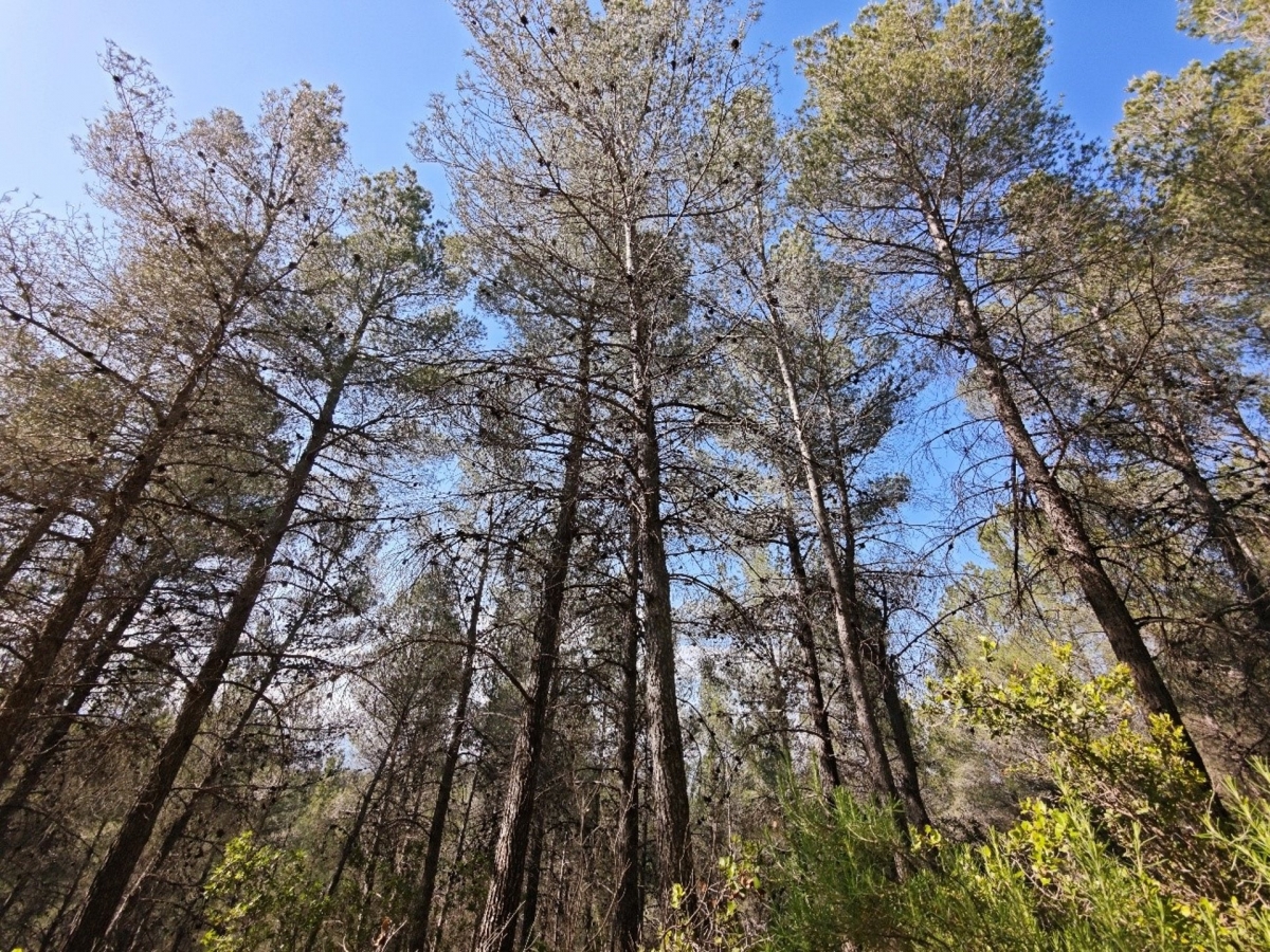 Pinada situada en el Coto Real de la Marina de la Sierra de Burete - Foto: CARM