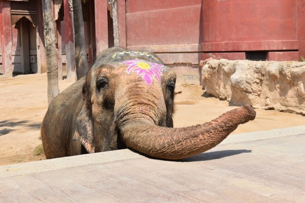 Terra Natura Benidorm celebra la fiesta de 53 cumpleaños de su elefanta 'Petita' con 4.000 asistentes
