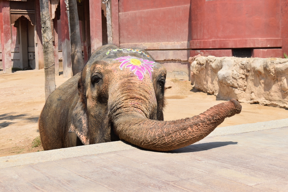 Terra Natura Benidorm celebra la fiesta de 53 cumpleaños de su elefanta 'Petita' con 4.000 asistentes