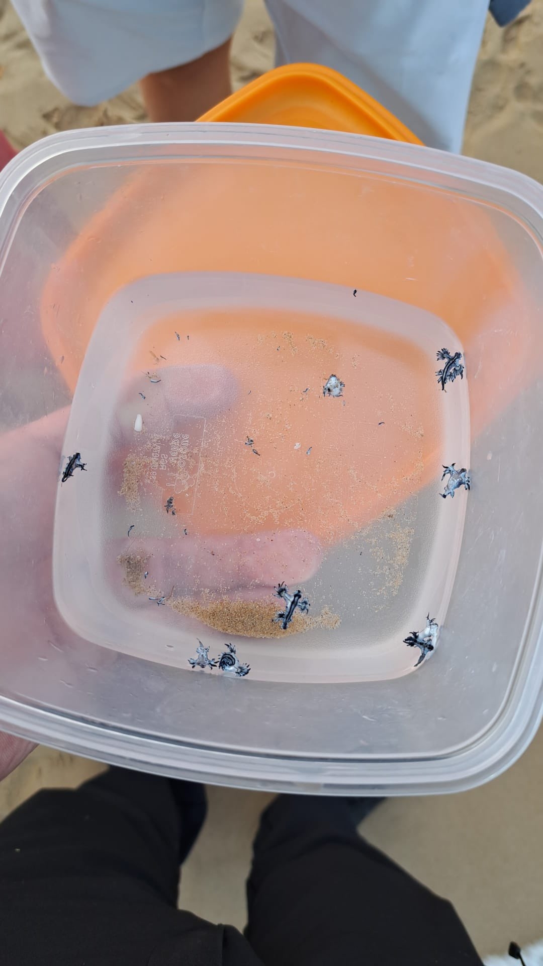 Guardamar y Torrevieja, pendientes de sus playas tras la llegada de más ejemplares de dragón azul